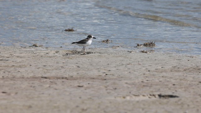 Wilson's Plover - ML609441156