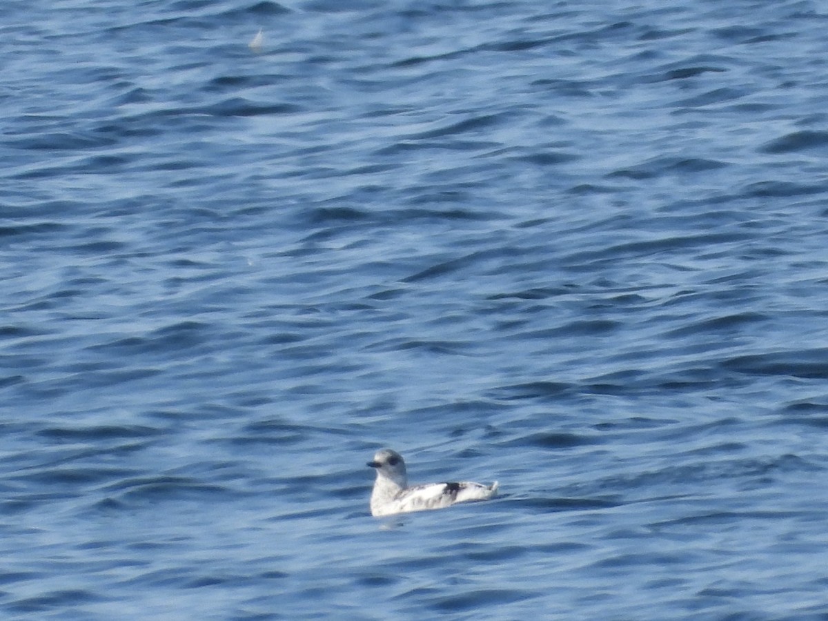 Black Guillemot - ML609441161