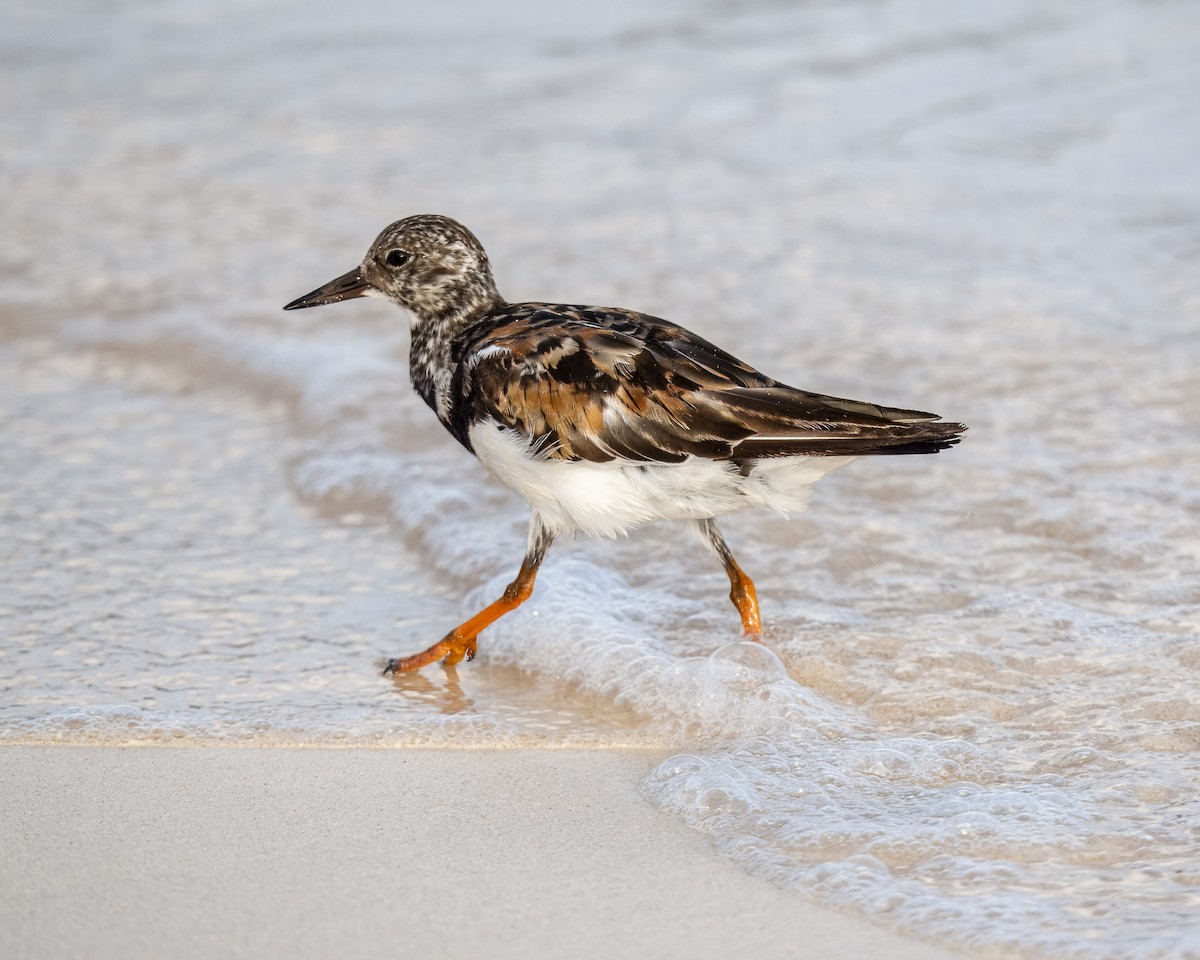 Ruddy Turnstone - ML609441170