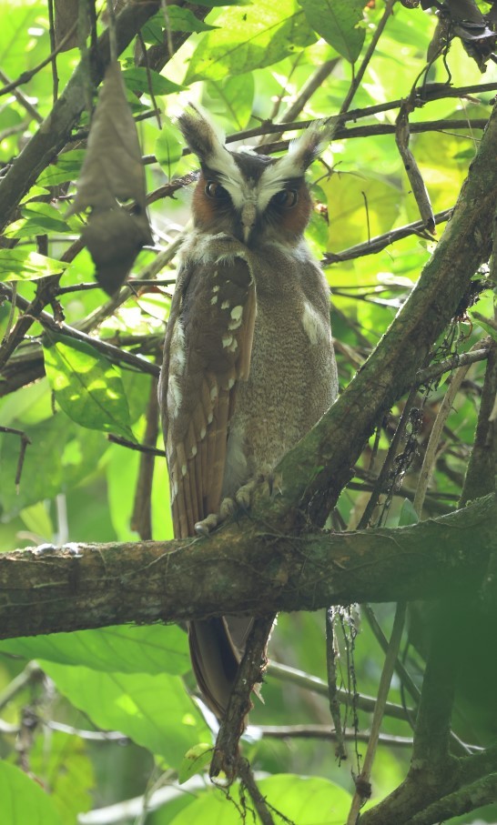 Crested Owl - ML609441193