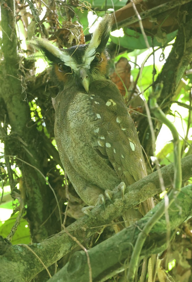Crested Owl - ML609441194