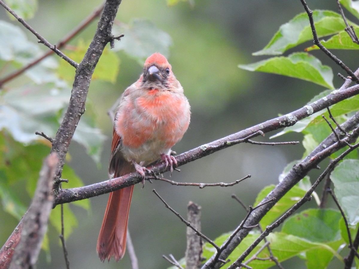 Northern Cardinal - ML609441358