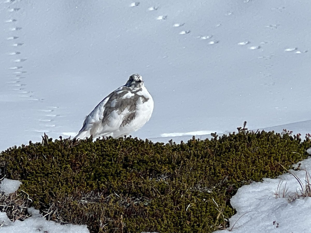 Weißschwanz-Schneehuhn - ML609441364