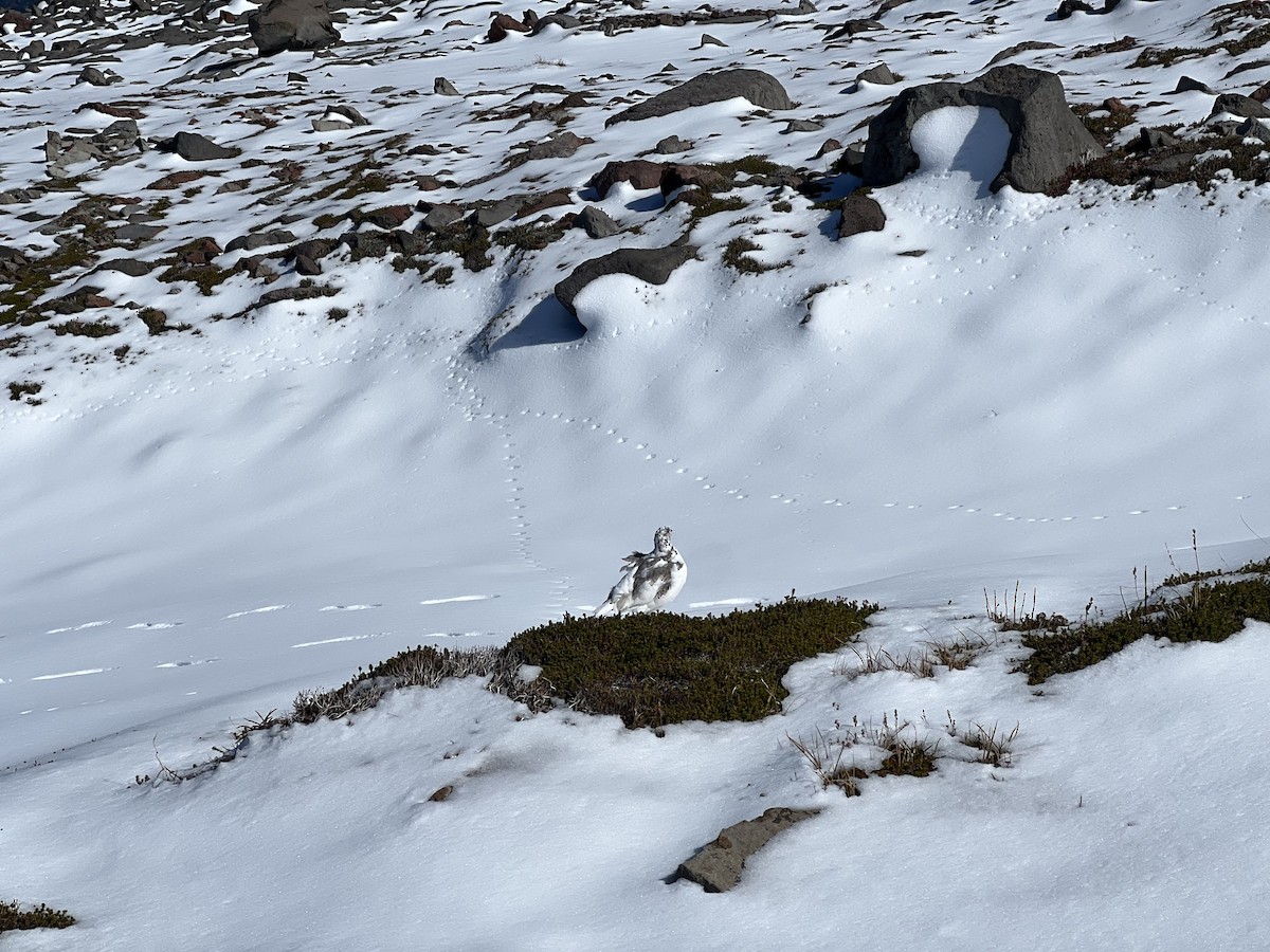 Weißschwanz-Schneehuhn - ML609441368