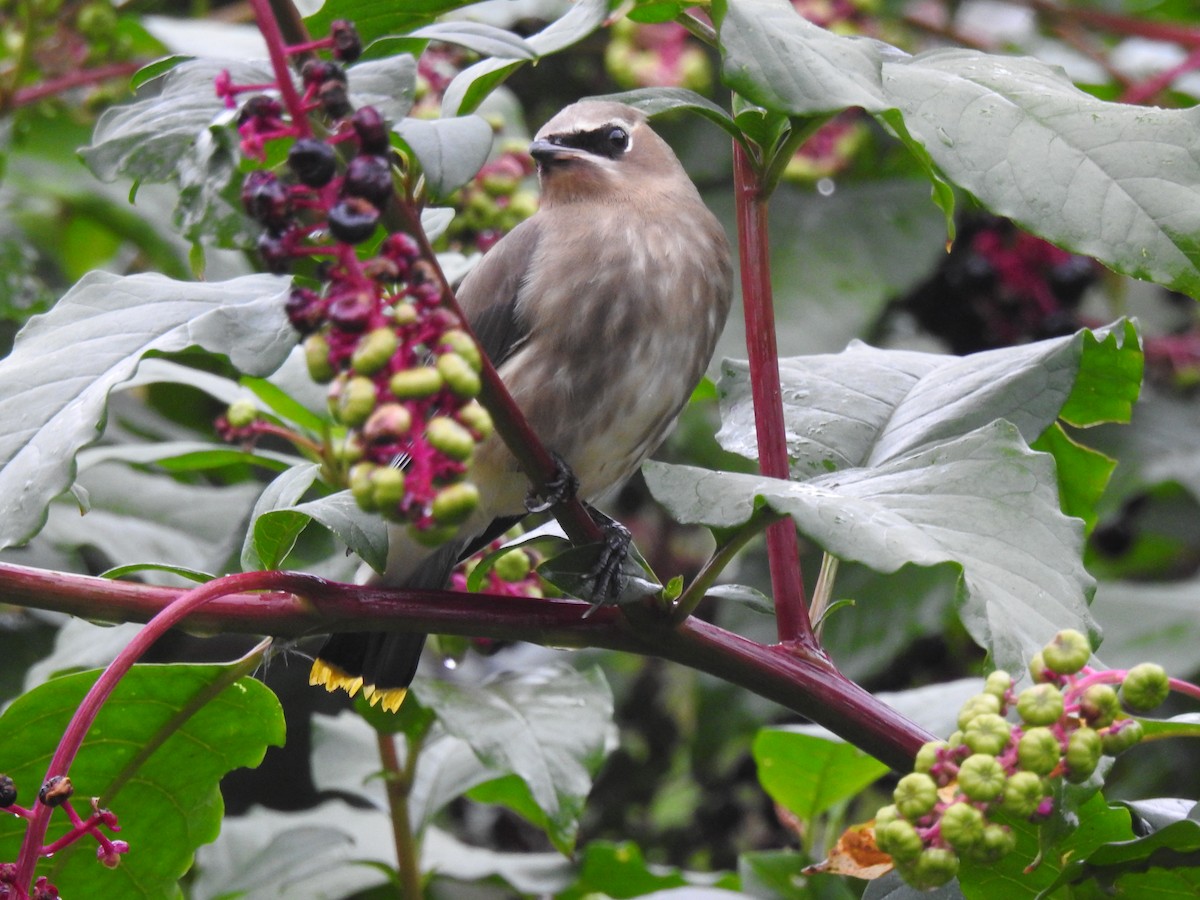 Cedar Waxwing - ML609441381