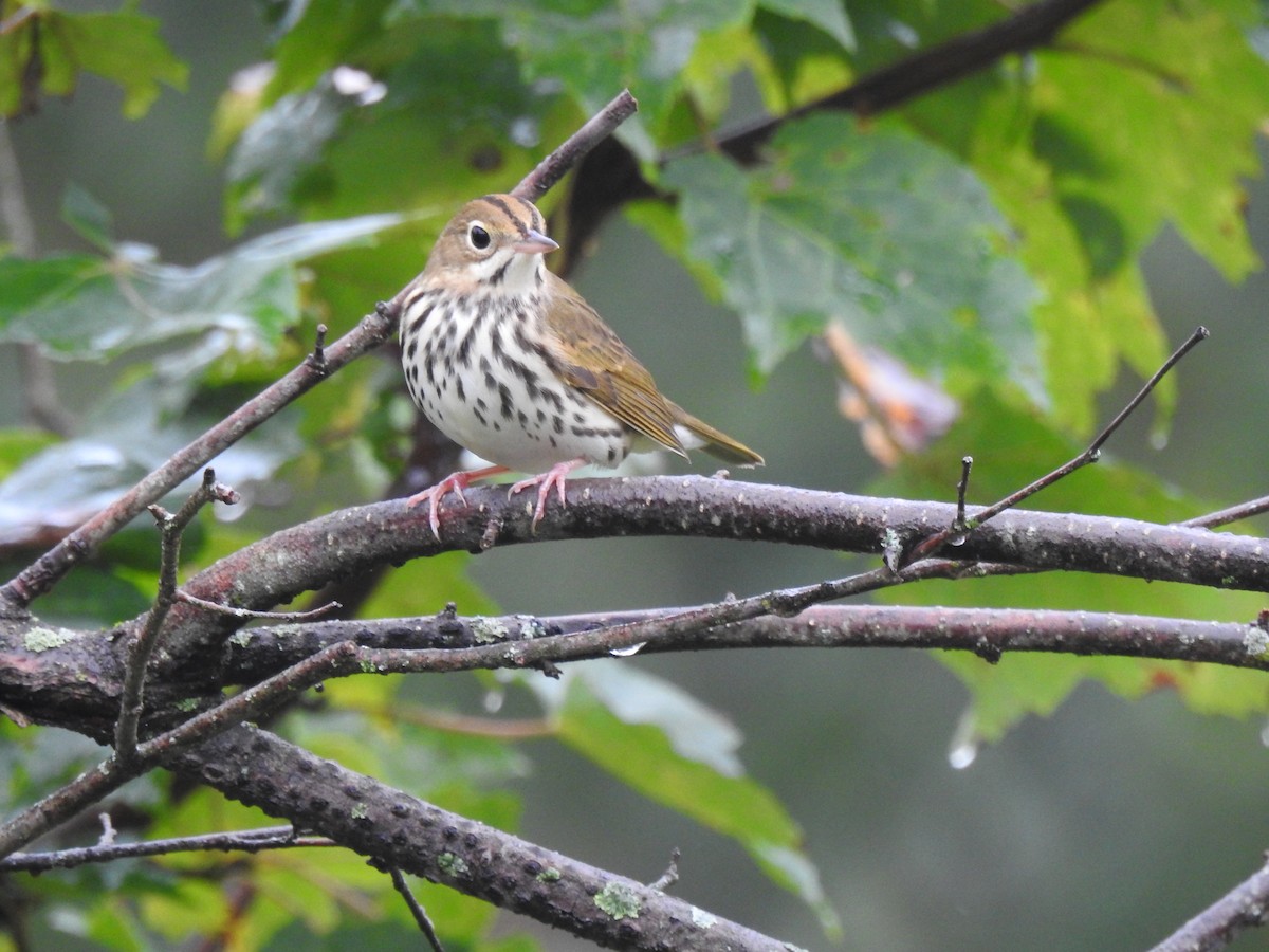 Ovenbird - ML609441401