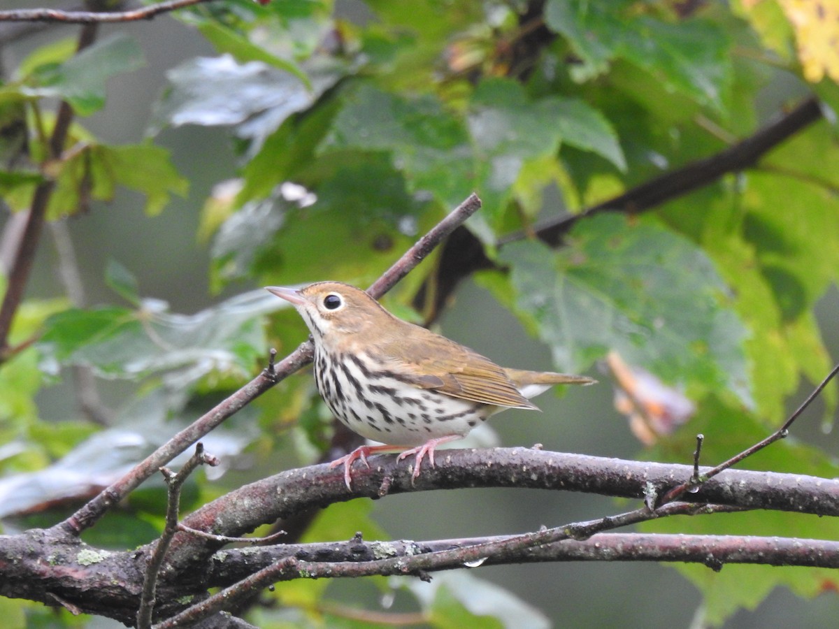 Ovenbird - ML609441404
