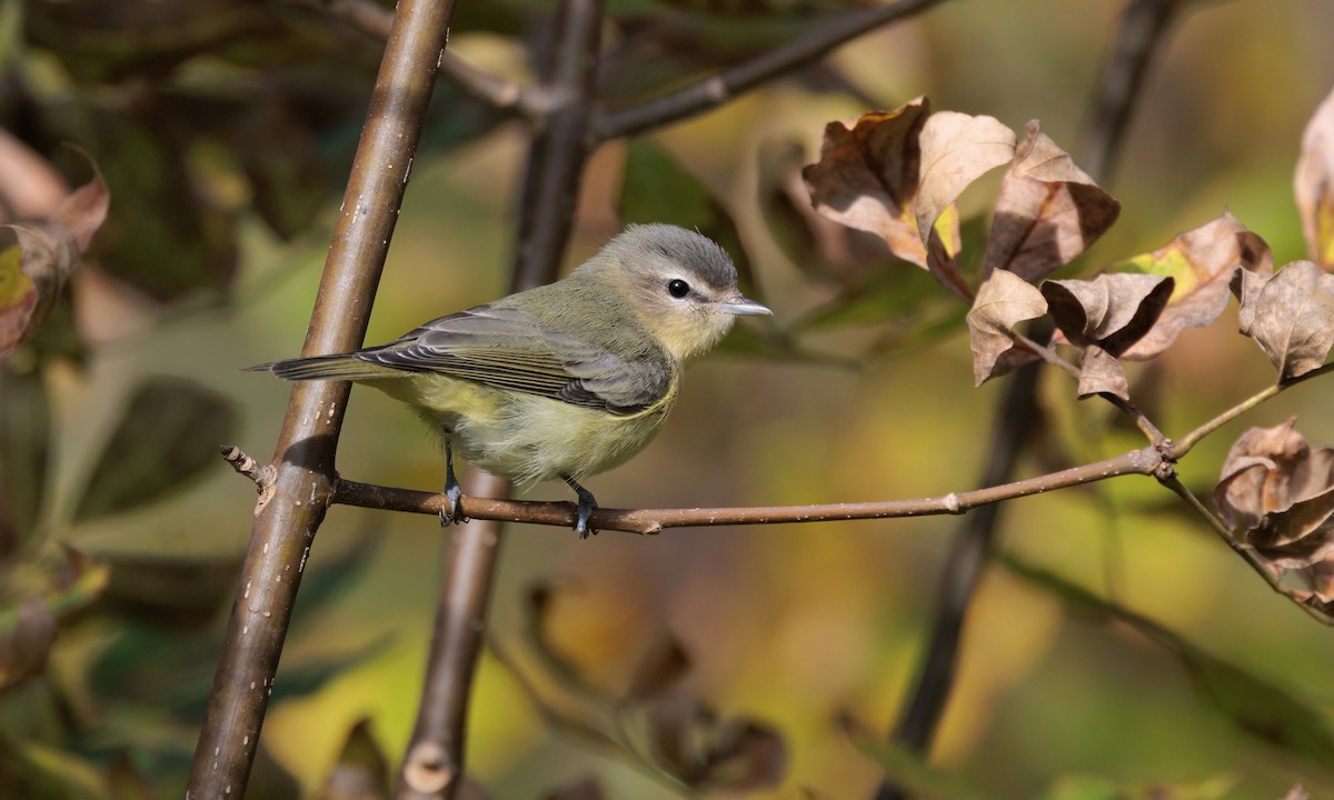 Philadelphia Vireo - ML609441575