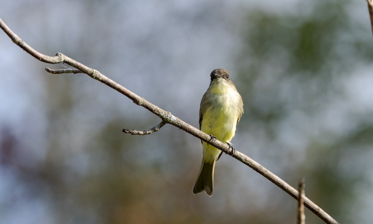 Eastern Phoebe - ML609441579