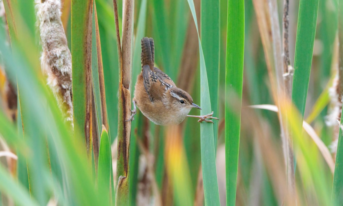 Marsh Wren - Drew Weber