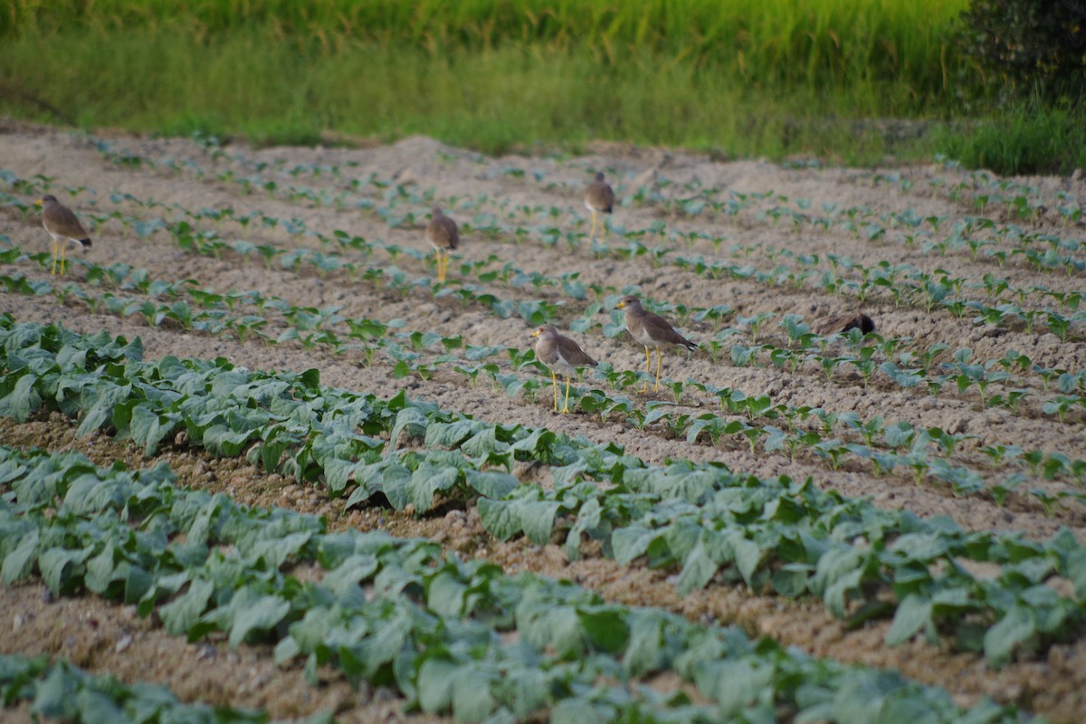 Gray-headed Lapwing - ML609441712