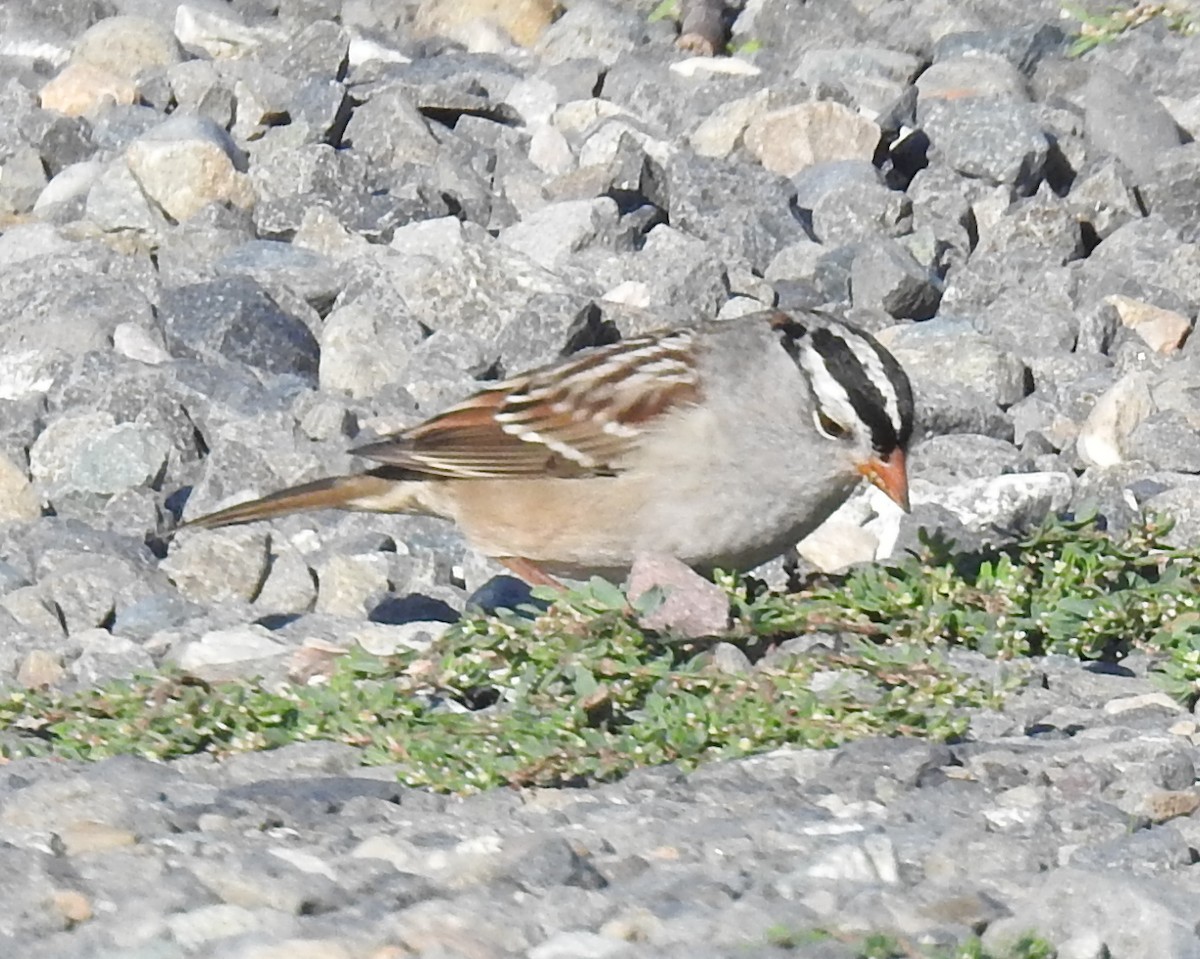 White-crowned Sparrow - ML609441726