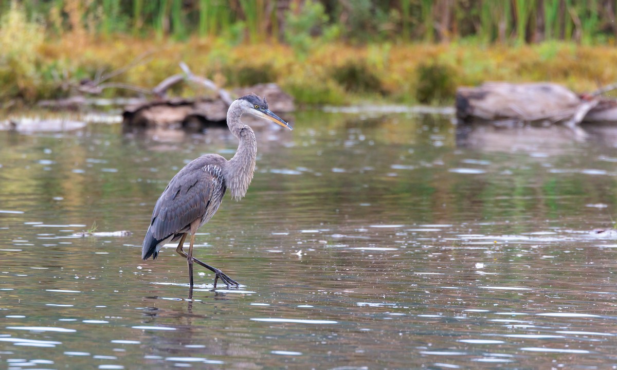 Great Blue Heron - ML609441783