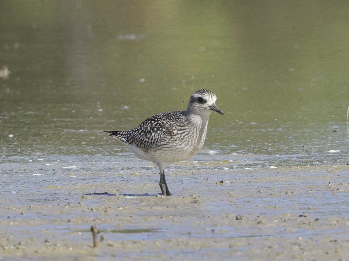 Black-bellied Plover - ML609441914