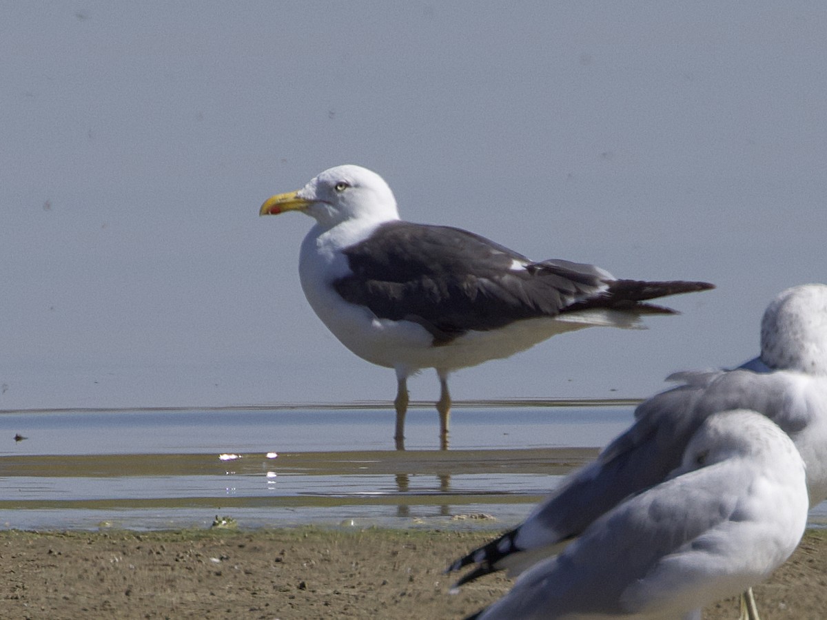 Lesser Black-backed Gull - ML609441924