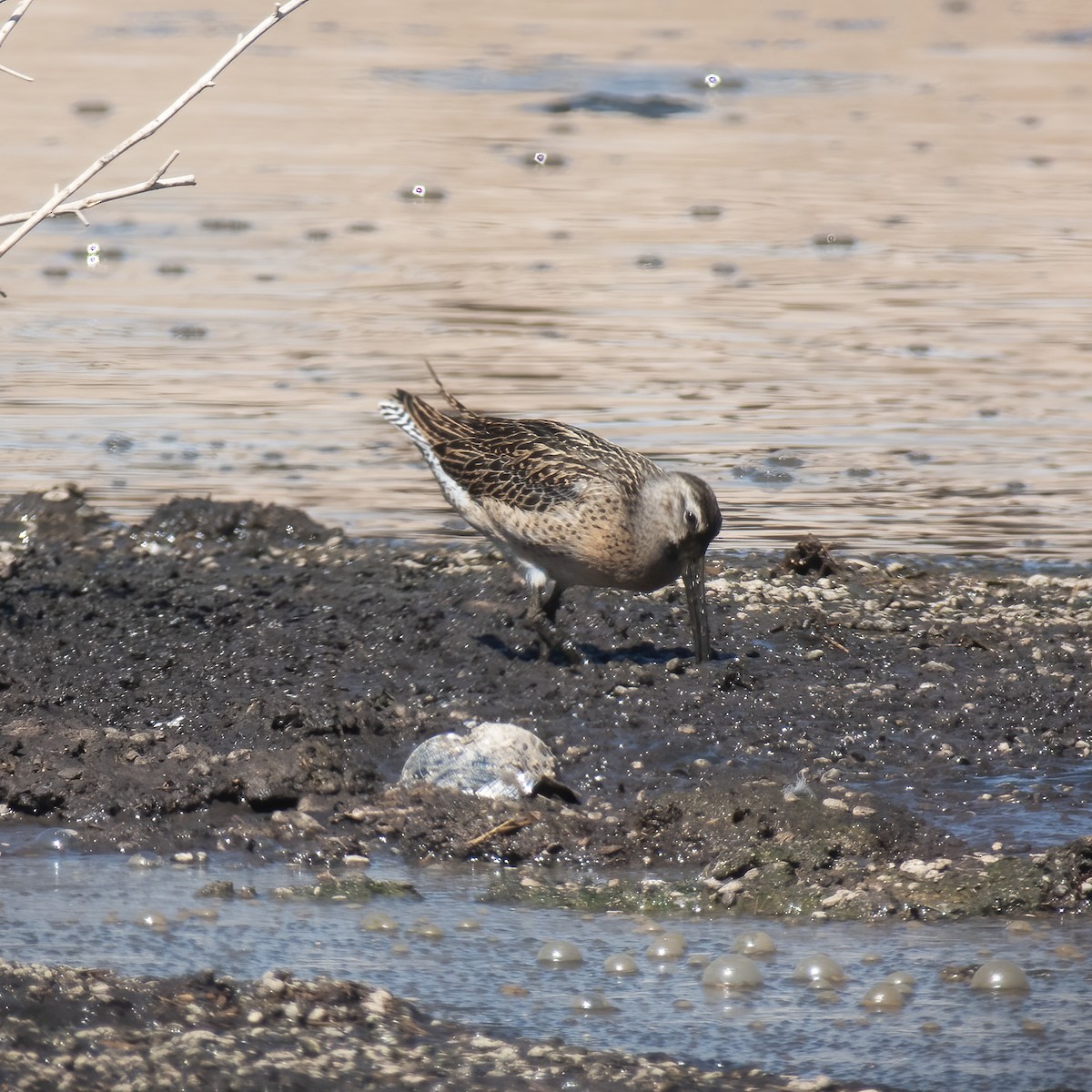 Short-billed Dowitcher - ML609441934