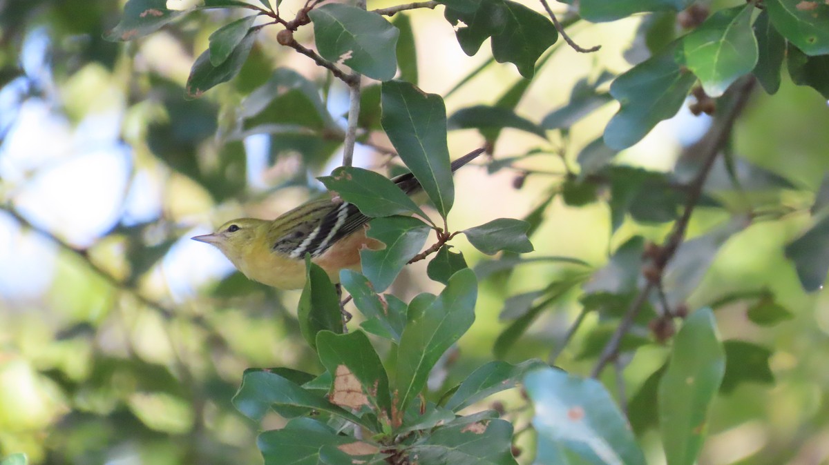 Bay-breasted Warbler - ML609441936