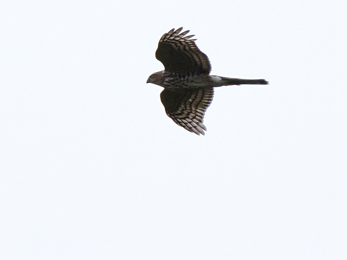 Sharp-shinned Hawk - ML609441965