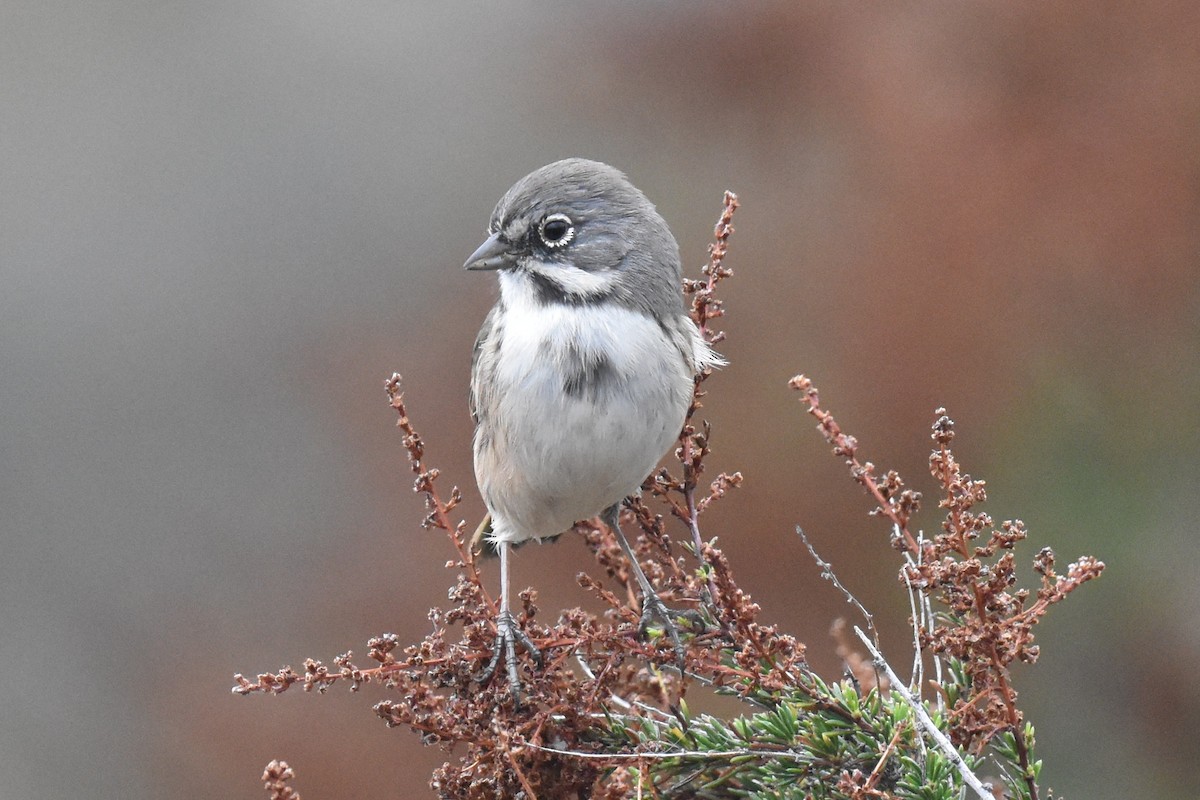 Bell's Sparrow (belli) - ML609441970