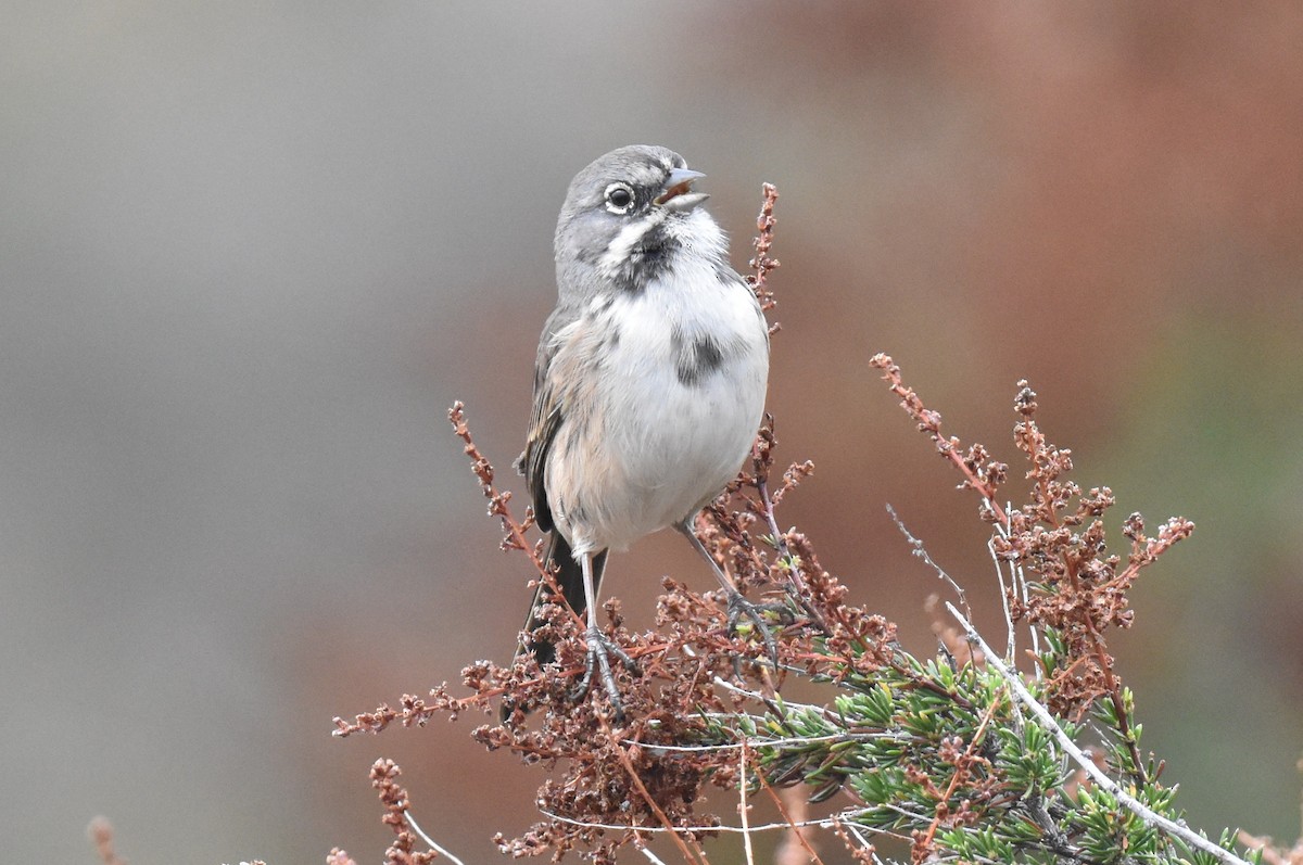 Bell's Sparrow (belli) - ML609441971