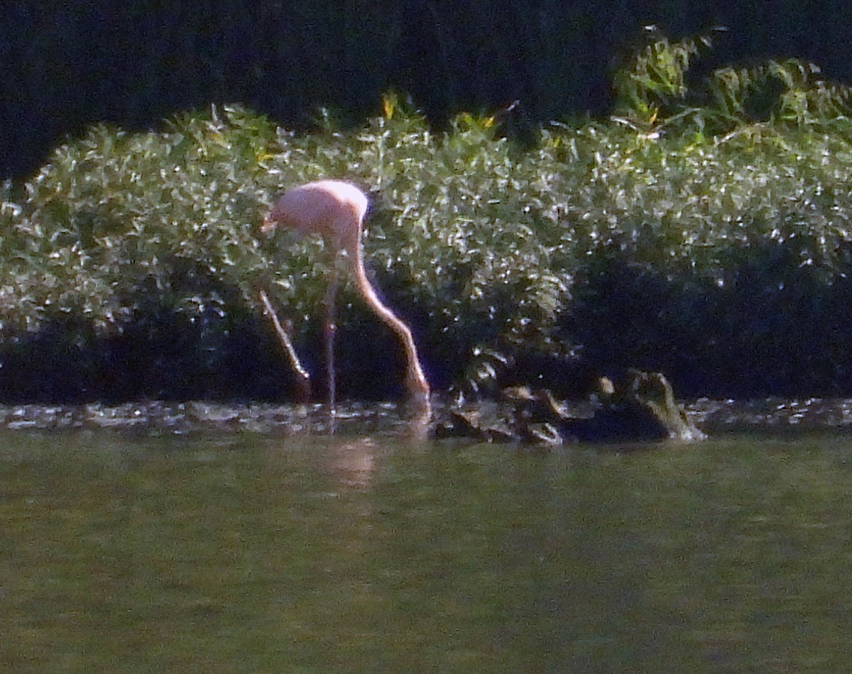 American Flamingo - ML609442007