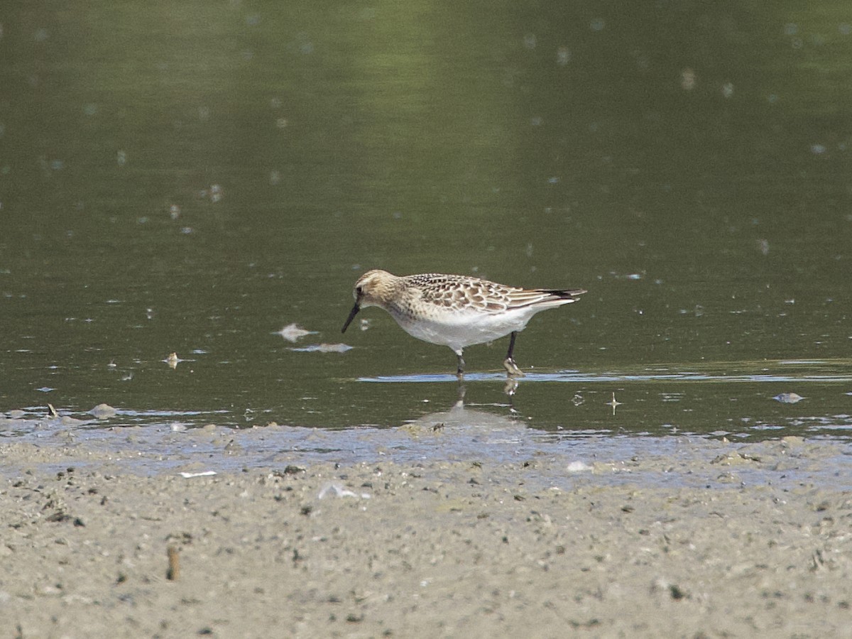 Baird's Sandpiper - ML609442012