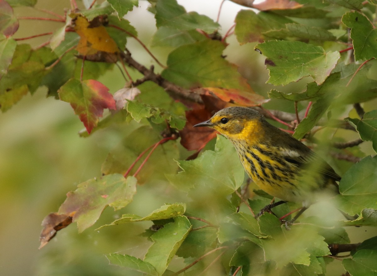 Cape May Warbler - ML609442016