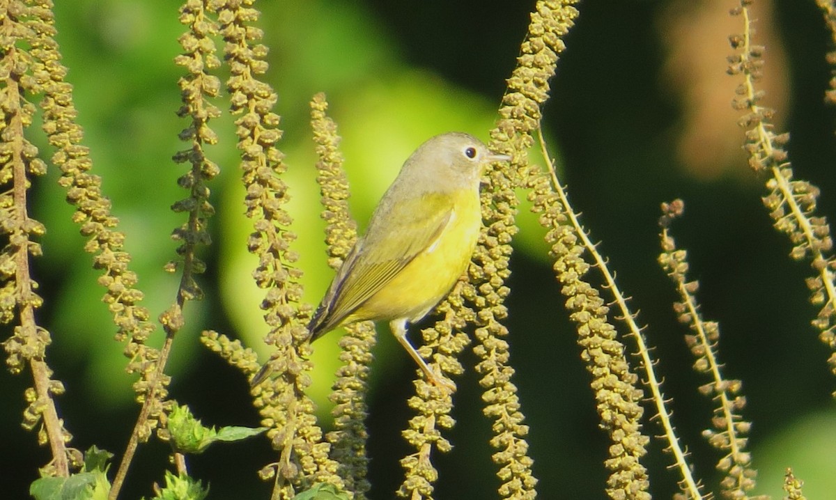 Nashville Warbler - ML609442018