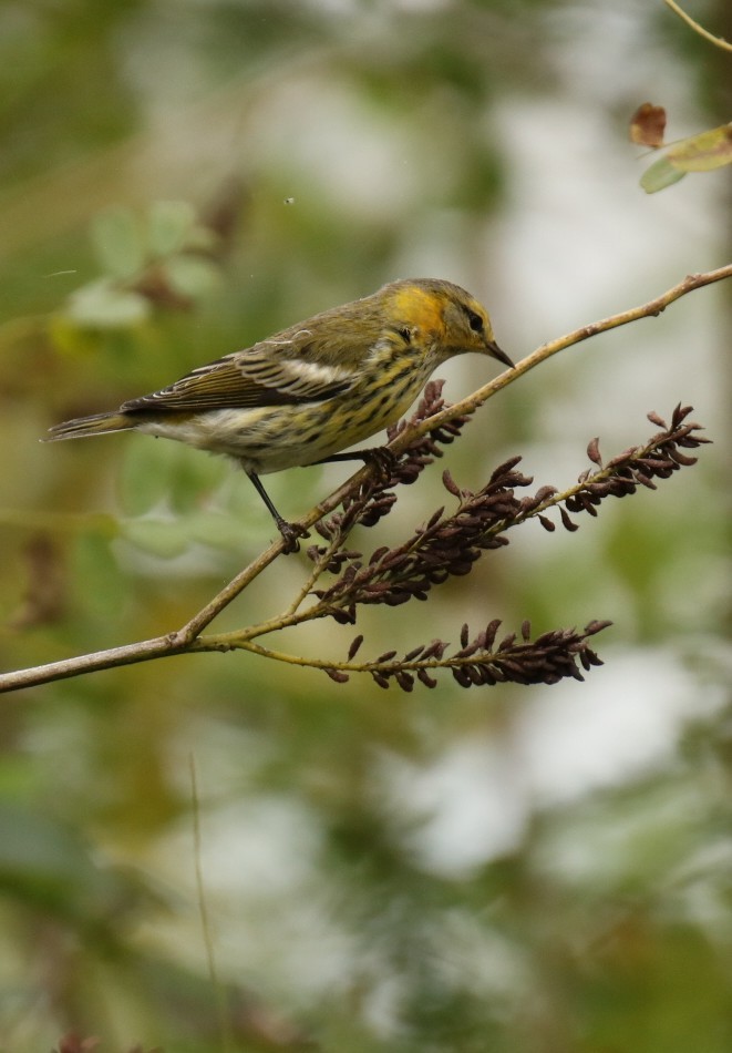 Cape May Warbler - ML609442043