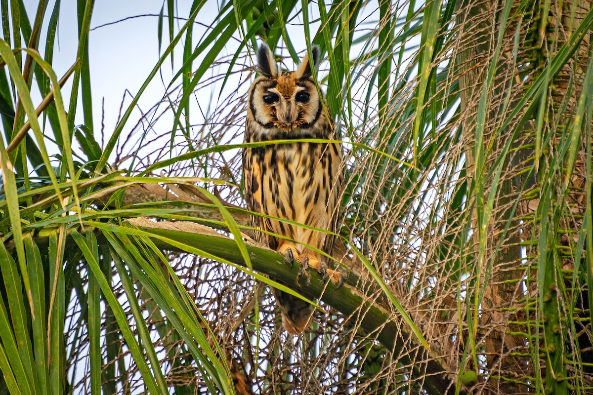 Striped Owl - ML609442105