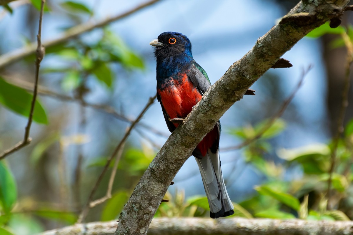 Surucua Trogon - ML609442107