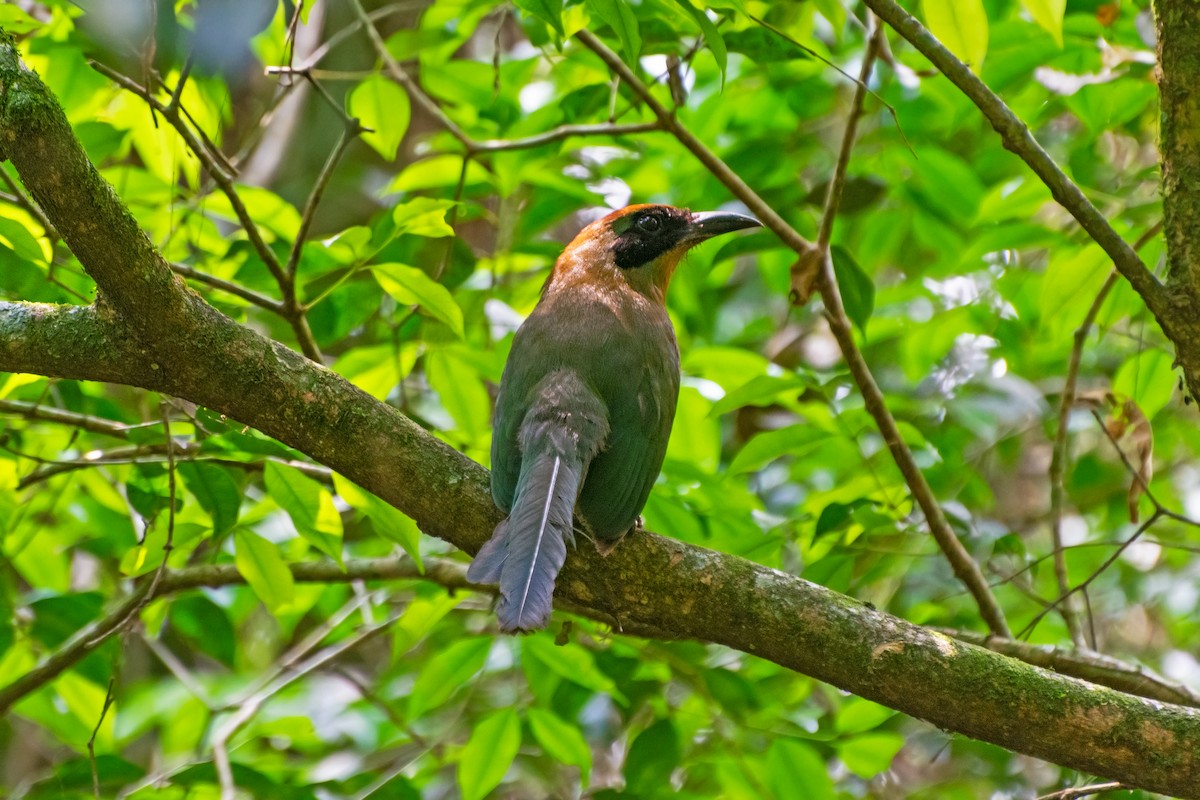 Rufous-capped Motmot - ML609442115