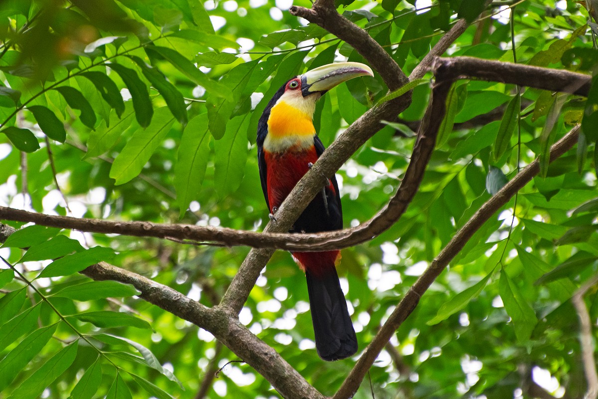 Red-breasted Toucan - ML609442117