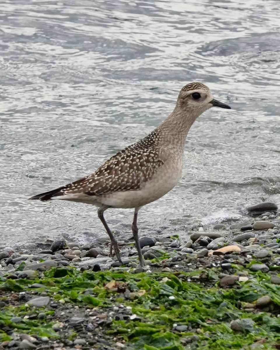 American Golden-Plover - Wally Taylor