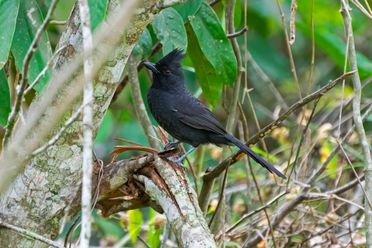 Tufted Antshrike - ML609442133