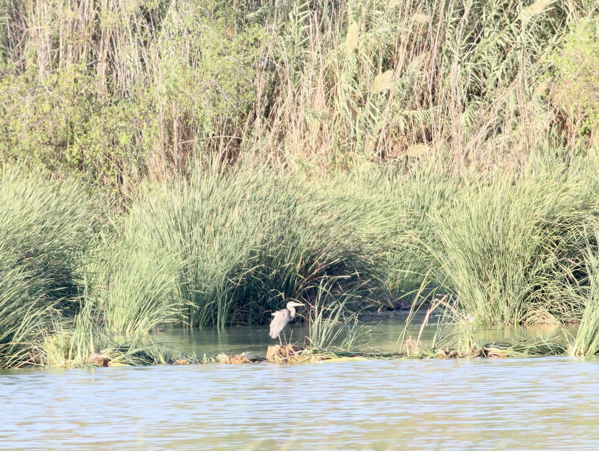 Great Blue Heron - ML609442182