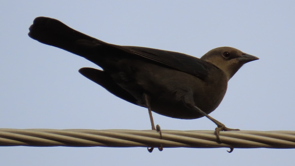 Brewer's Blackbird - ML609442232