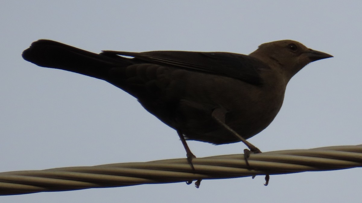 Brewer's Blackbird - ML609442233