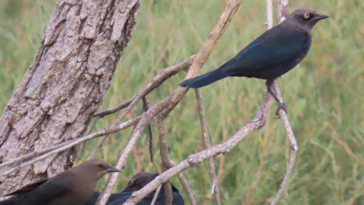 Brewer's Blackbird - Christopher Frick