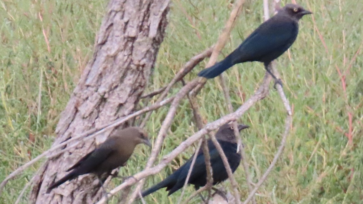 Brewer's Blackbird - ML609442238