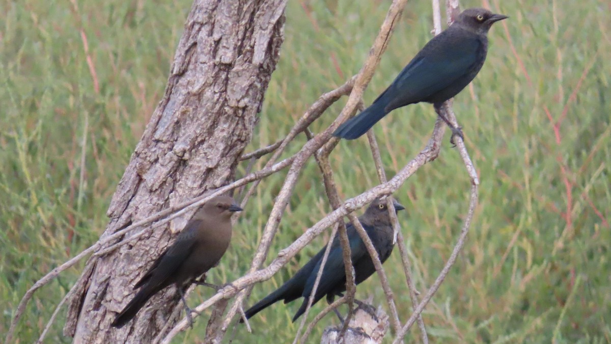 Brewer's Blackbird - ML609442239