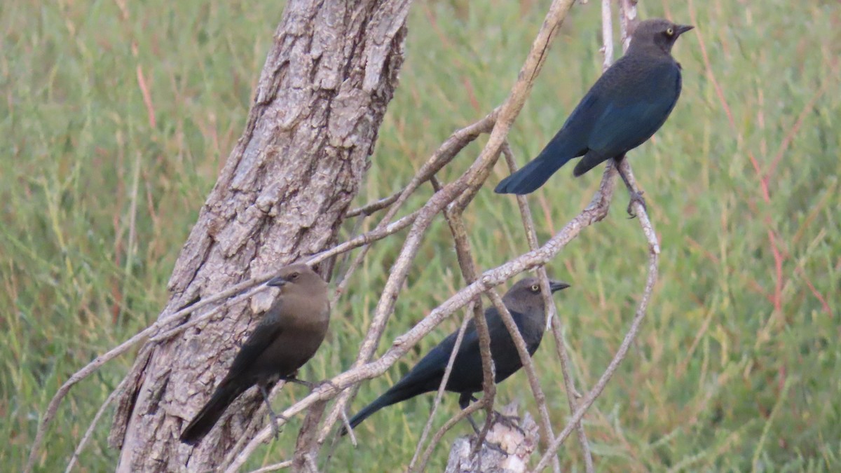 Brewer's Blackbird - ML609442240