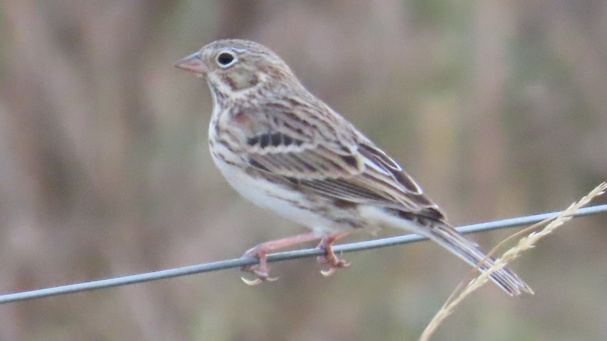 Vesper Sparrow - ML609442243