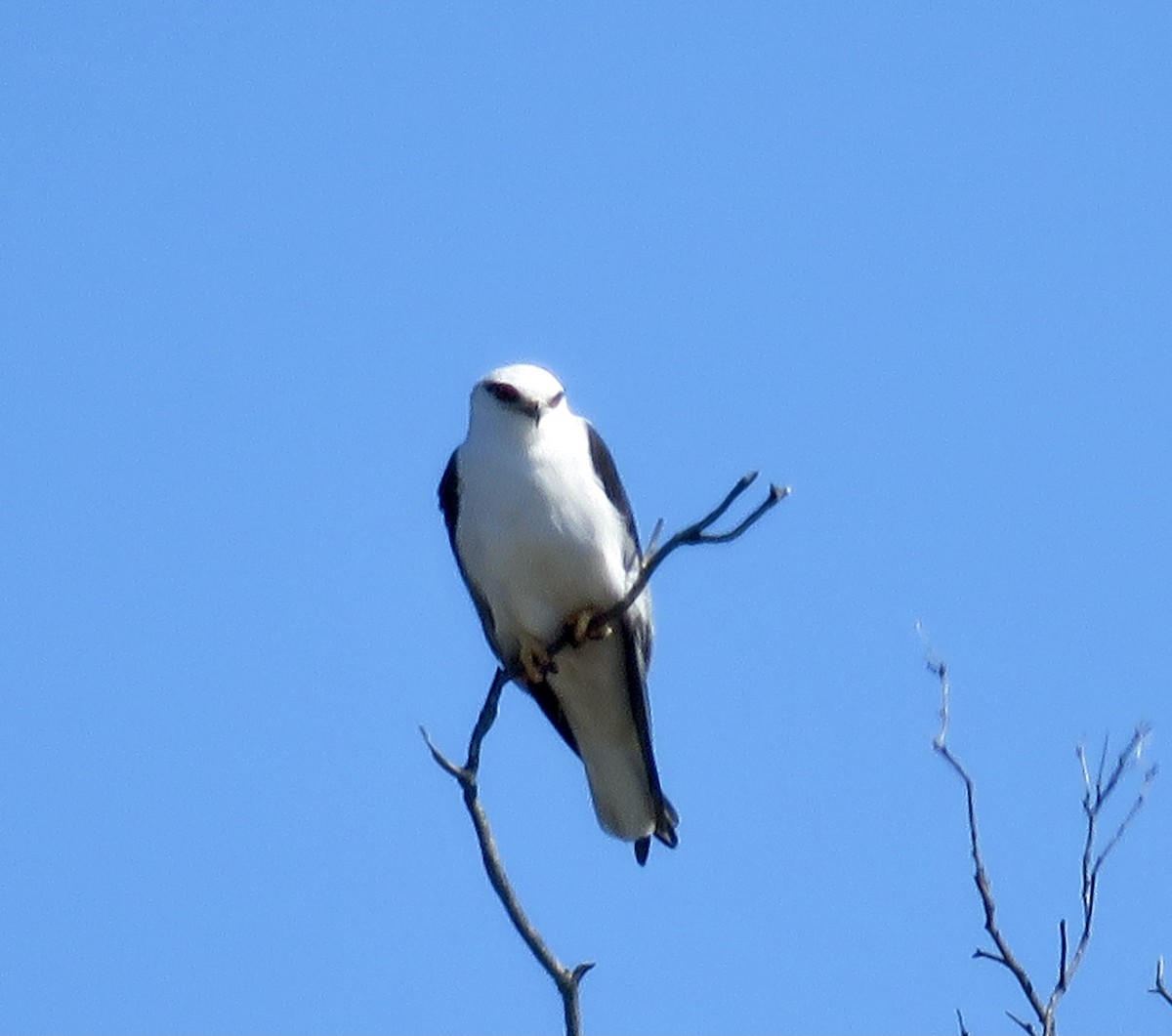 Black-shouldered Kite - John McRae
