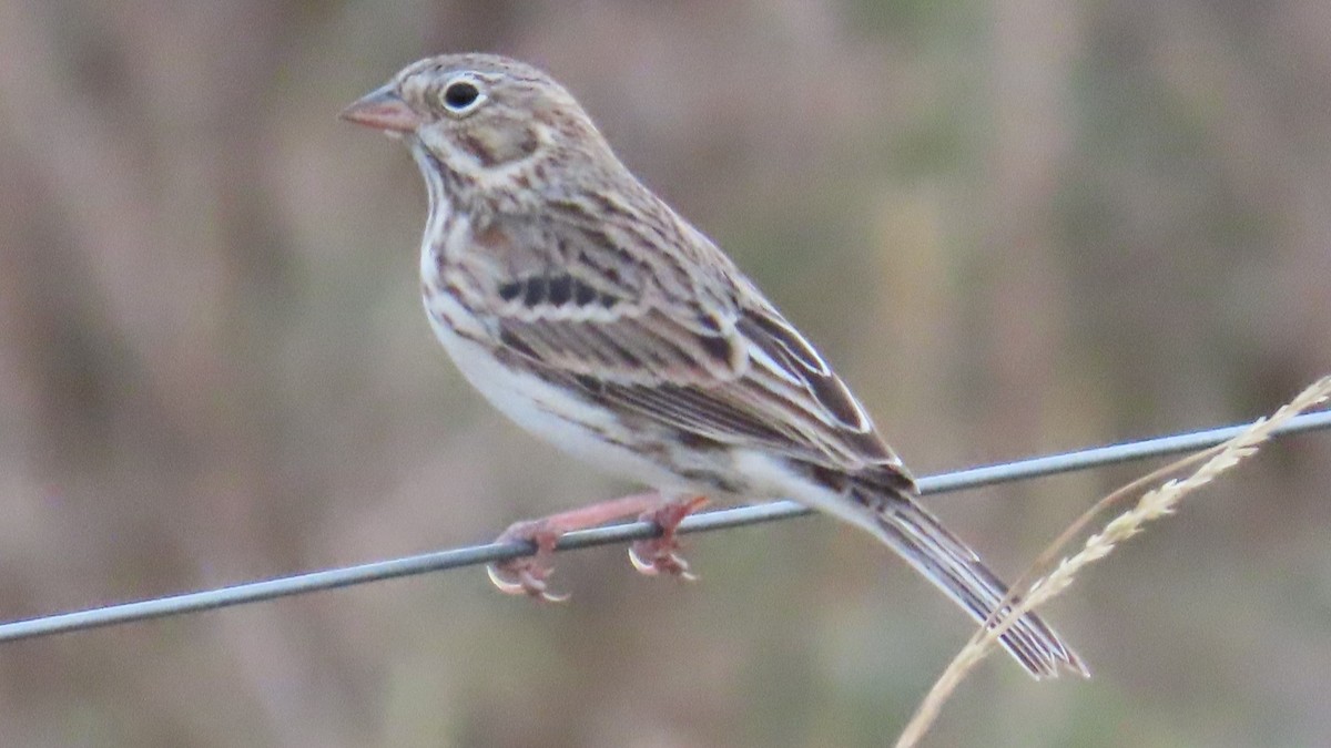 Vesper Sparrow - ML609442247