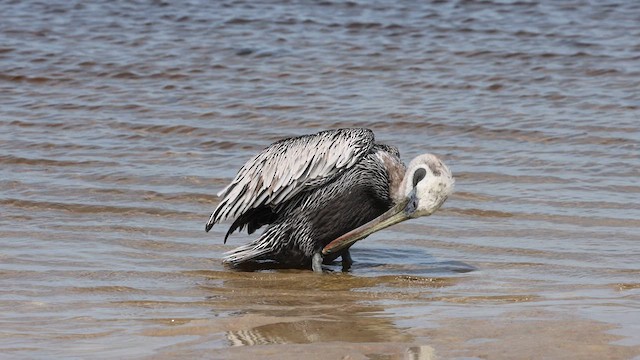 Brown Pelican - ML609442268