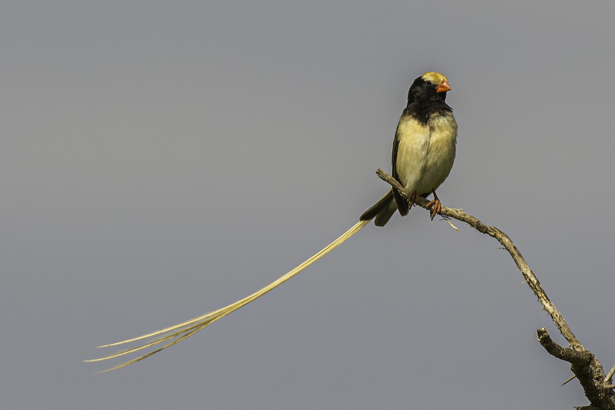 Straw-tailed Whydah - David Bishop