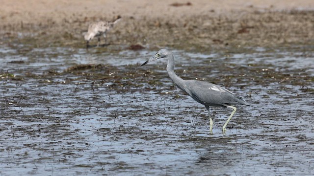 Little Blue Heron - ML609442449