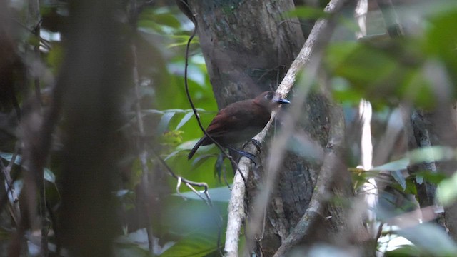 Weißstirn-Ameisenvogel - ML609442462