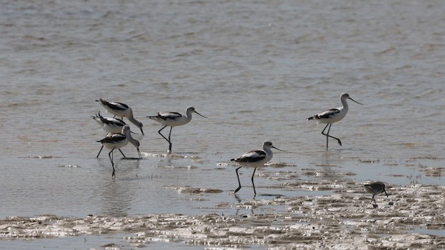 Avocette d'Amérique - ML609442483